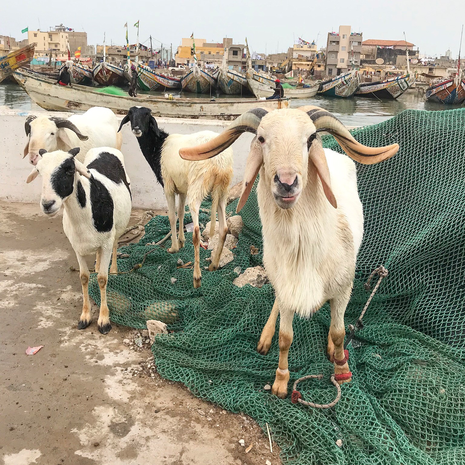 Goats on the pier